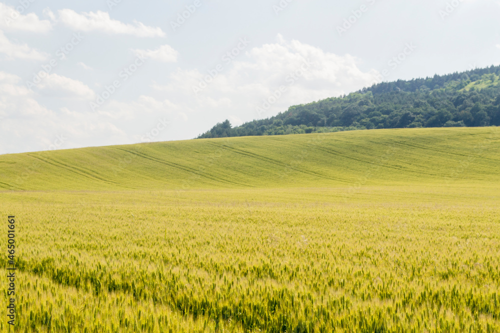 wheat field and sunny day 