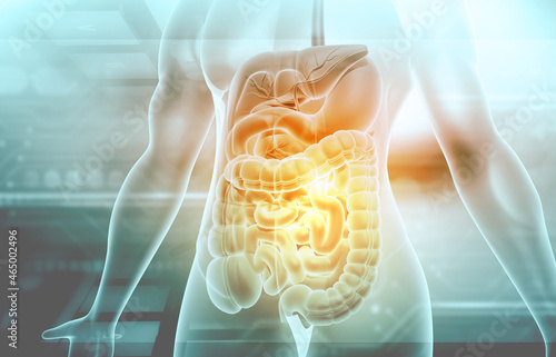 Human digestive system. 3d illustration. photo