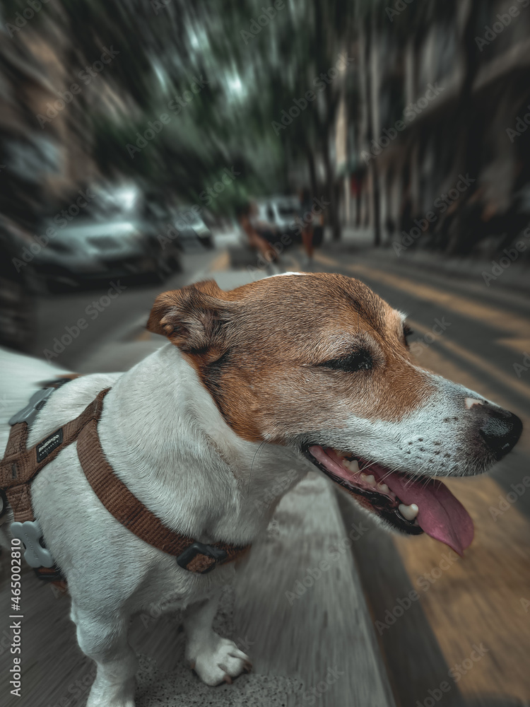 tobi jack russel en la calle tobi jack russel en la calle