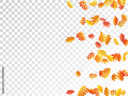 Oak, maple, wild ash rowan leaves vector, autumn foliage on transparent background.