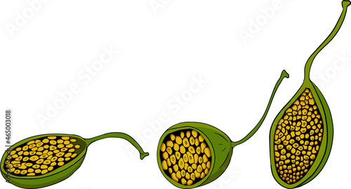 Capers color flat icon. Ripe green vegetable. Vegetarian delicious. Eco organic food.