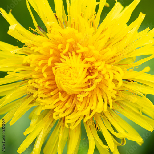  yellow blooming dandelion close up on green background
