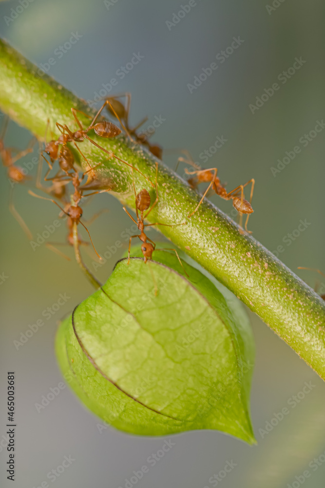 Fototapeta premium red ant action carrying cutleaf groundcherry, wild tomato, camapu, and winter cherry and chocolate fruit on tree branch nest on a green background. Hardworking strong ants (weaver ants)