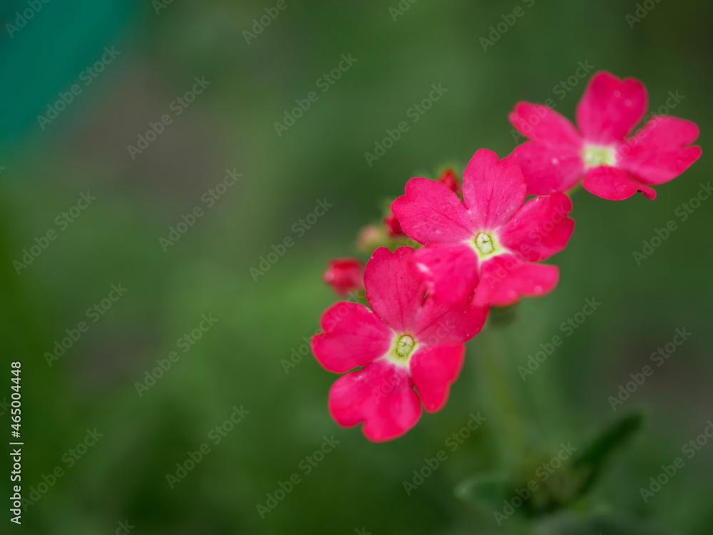 A few pink verbena flowers on a blurry green background.