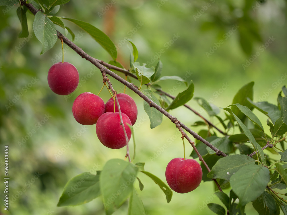 Ripe red cherry plum on a branch, close-up. Homegrown fruits.