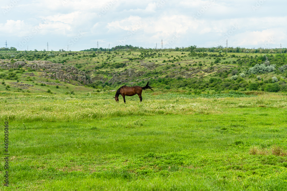 Horse feed on the beautiful field. Wildlife picture Horse feed on the beautiful field. Wildlife picture