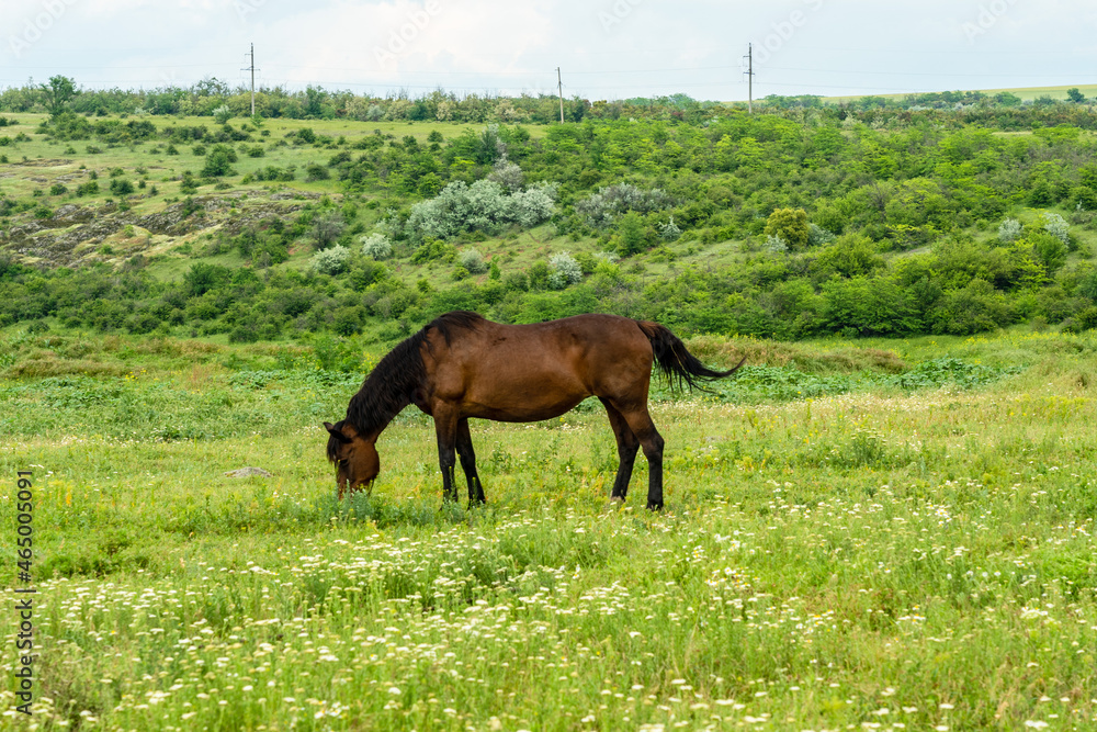 Horse feed on the beautiful field. Wildlife picture Horse feed on the beautiful field. Wildlife picture