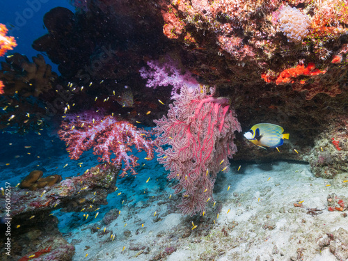Fototapeta Naklejka Na Ścianę i Meble -  Scuba diving the coral reef of the similan islands in Southern Thailand