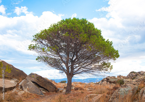 Green pine on stone and sky background