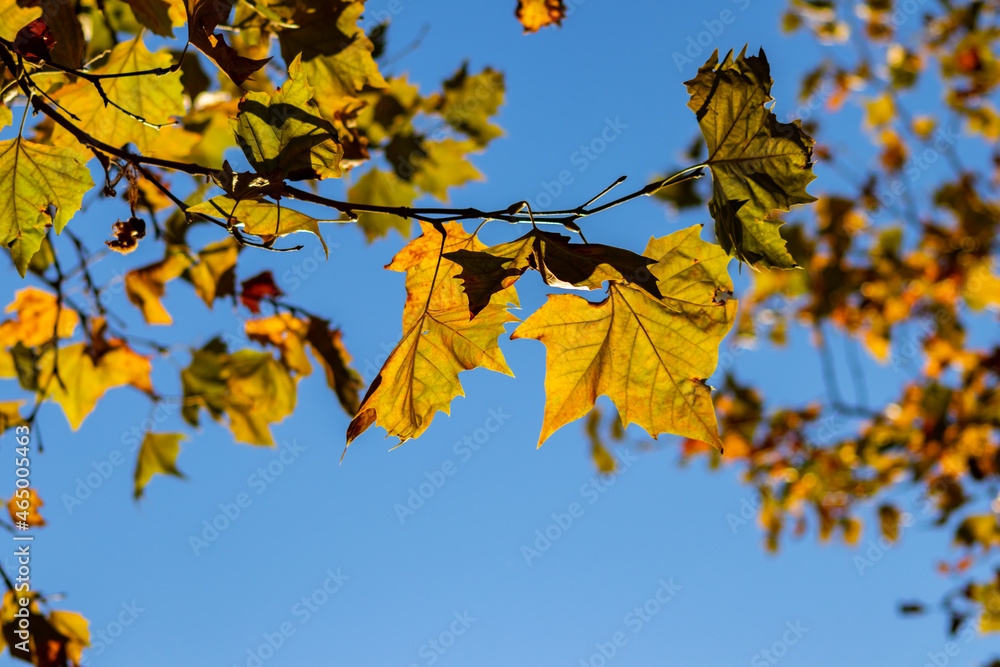 Colorful leaves in autumn and fall shine bright in the backlight and show their leaf veins in the sunlight with orange, red and yellow colors as beautiful side of nature in the cold season Colorful leaves in autumn and fall shine bright in the backlight and show their leaf veins in the sunlight with orange, red and yellow colors as beautiful side of nature in the cold season