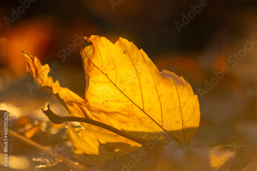 Colorful leaves in autumn and fall shine bright in the backlight and show their leaf veins in the sunlight with orange  red and yellow colors as beautiful side of nature in the cold season