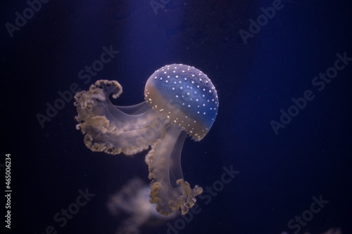 Una medusa con un fondo azul