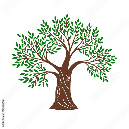 Green olive tree. Olives trees olives sampling vector illustration, greece olivier oil farming sign, oak foliage crown vector image traditional healthy natural food symbol