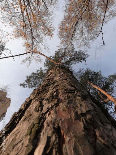 pine tree