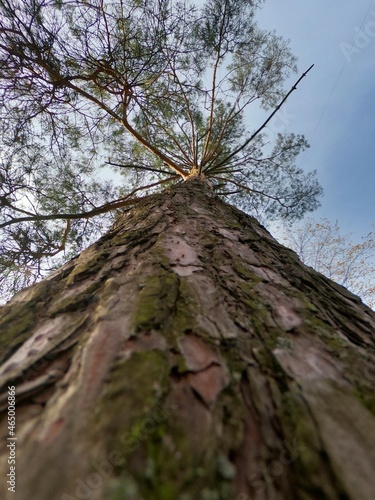 pine tree