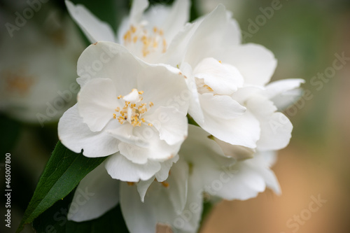 apple tree blossom