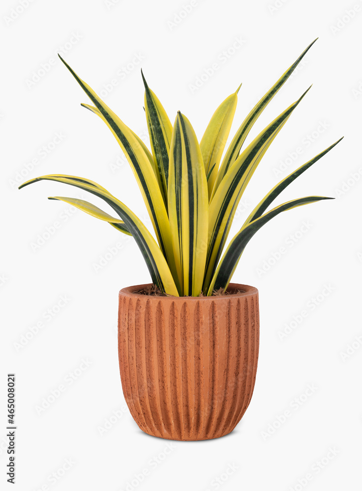 Snake plant in a terracotta pot home decor Snake plant in a terracotta pot home decor