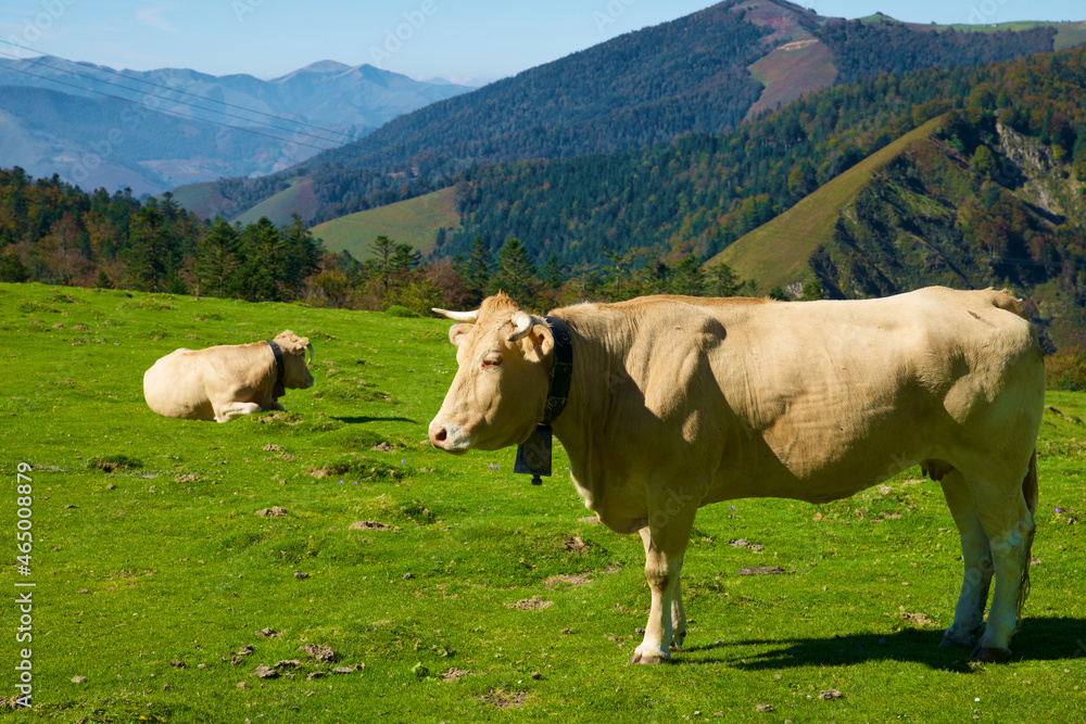 Cows in the Pyrenees