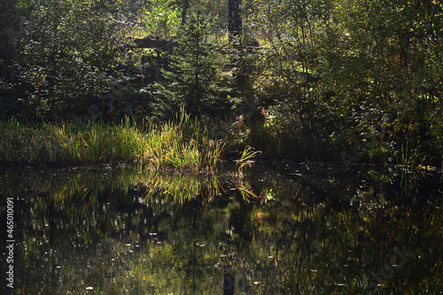 Fototapeta Naklejka Na Ścianę i Meble -  Herbstlaub spiegelt sich im Teich