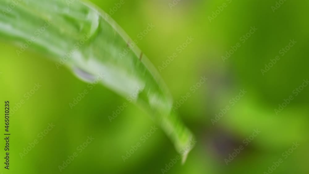The dew accumulates and splash on a fresh green organic beautiful purity leaf isolated on background. Morning diffuse lighting. Macro mode.
The dew accumulates and splash on a fresh green organic beautiful purity leaf isolated on background. Morning diffuse lighting. Macro mode.