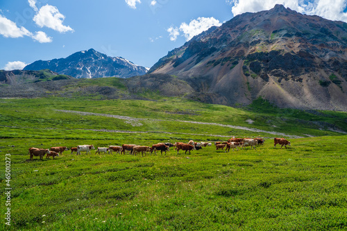Alpine cows grazing, green slope of high mountains. Group of cows in the distance on a green pasture against the background of mountains.