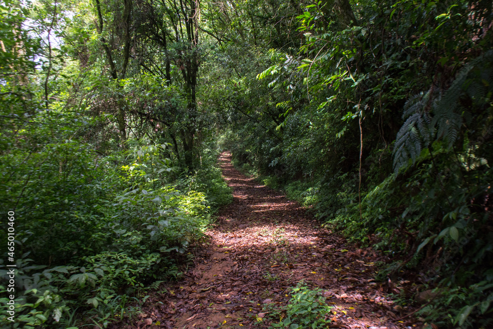 trail in the middle of the forest in Nova Petrópolis , South brazil 