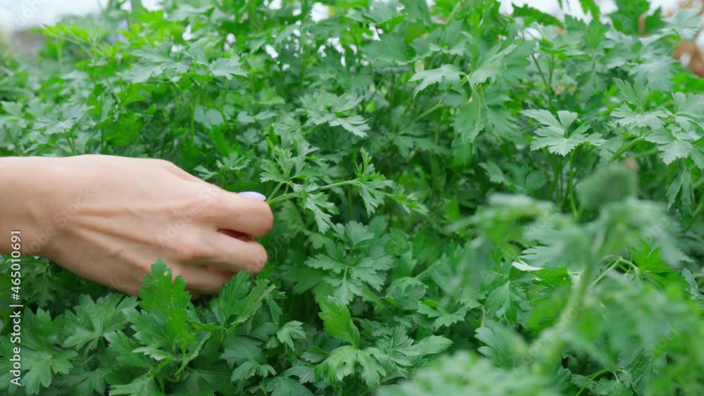 Natural Celery and greens plantation in a all organic farm. Selective focus Natural Celery and greens plantation in a all organic farm. Selective focus