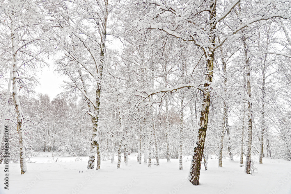 birch trees in the snow