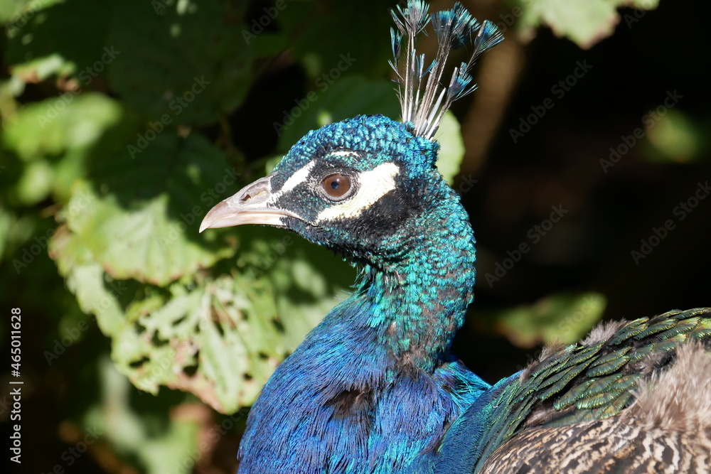 Pavo cristatus colorful head with neck and back of a blue peacock Pavo cristatus colorful head with neck and back of a blue peacock