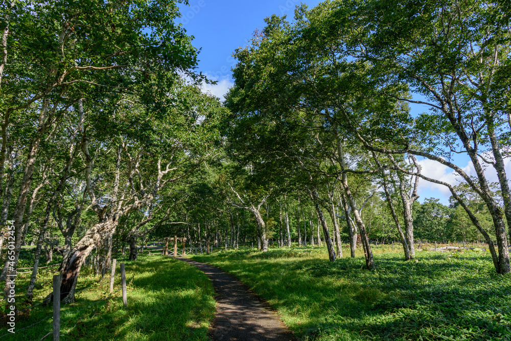 Obraz premium 北海道 東部 厚岸のあやめケ原からの展望 