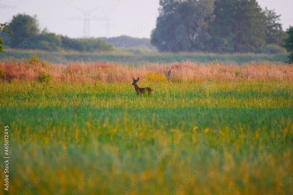a roebuck stands in the evening sun with light and shade on a green field a roebuck stands in the evening sun with light and shade on a green field