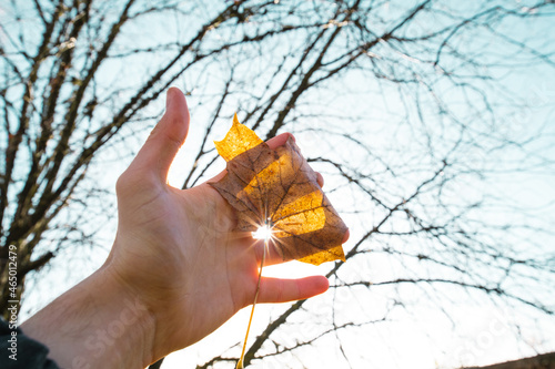 Bild auf Leinwand Nature in humans hand. Sun shining trough hand and maple leaf.