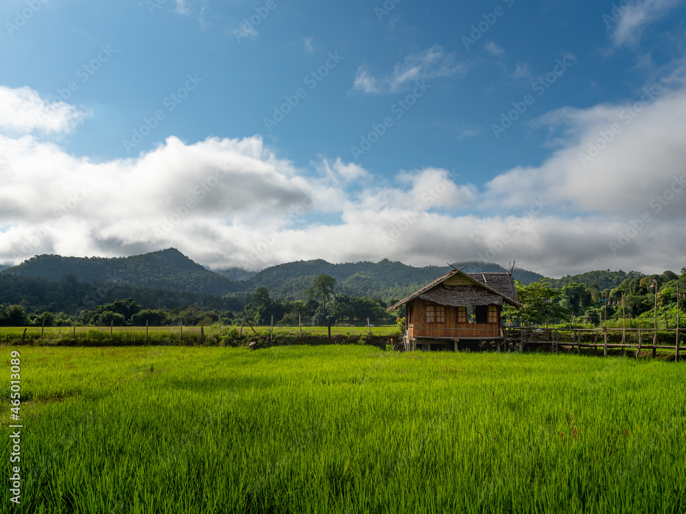 Bamboo house in rice field among blue sky