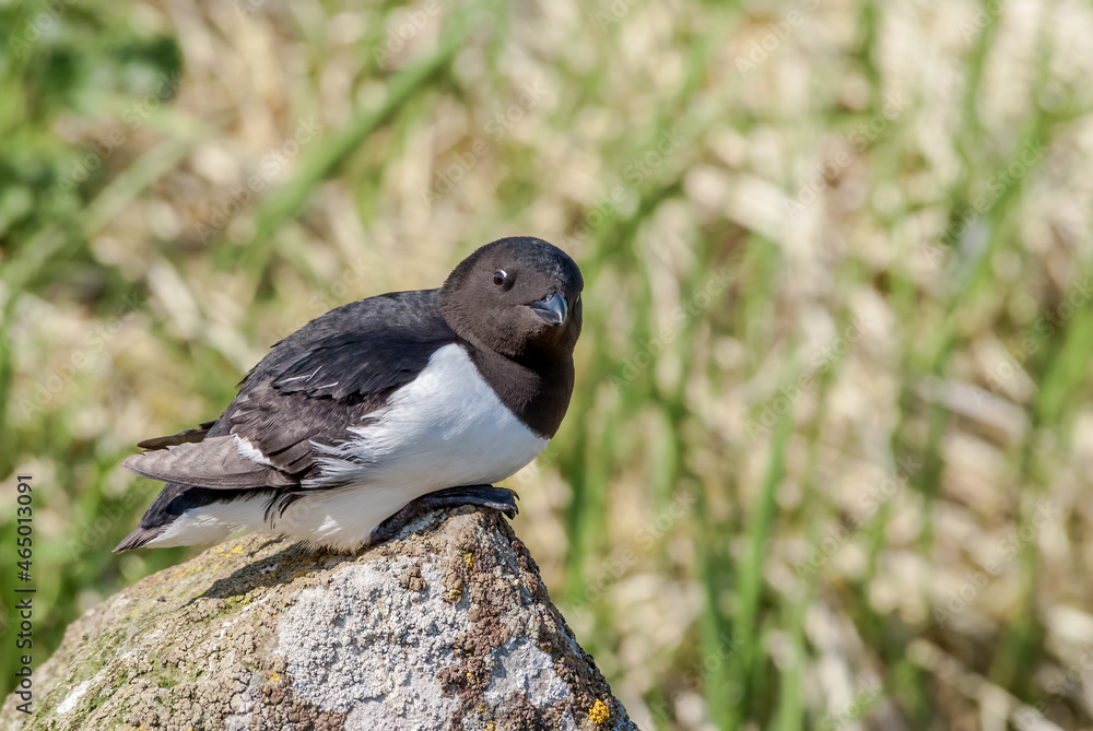 Dovekie (Alle alle) at least auklet colony in St. George Island, Alaska, USA Dovekie (Alle alle) at least auklet colony in St. George Island, Alaska, USA