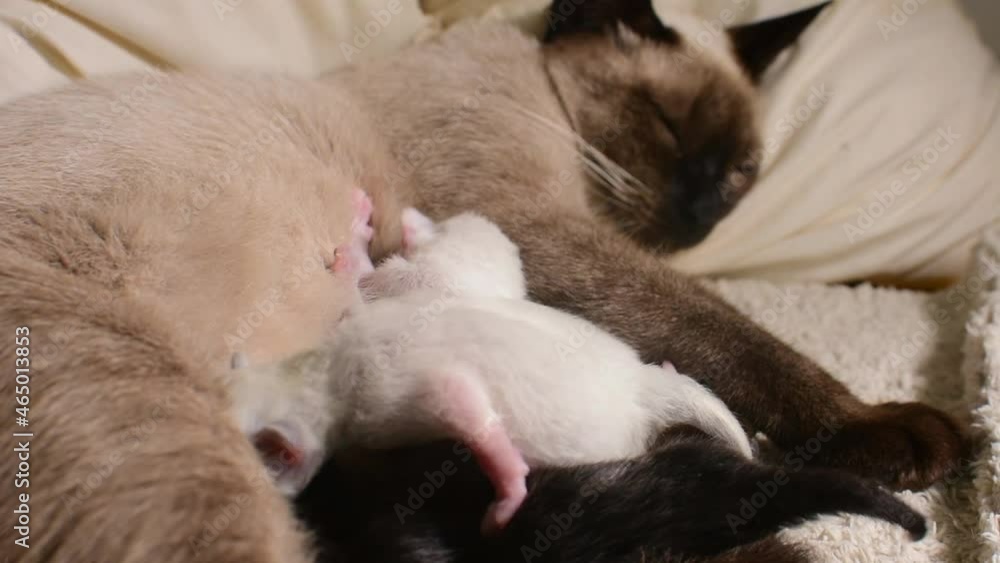 FOUR KITTENS FIGHTING ANS SUCKLING CATS FOUR KITTENS FIGHTING ANS SUCKLING CATS