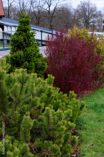 beautiful city garden with pine and various plantings in autumn