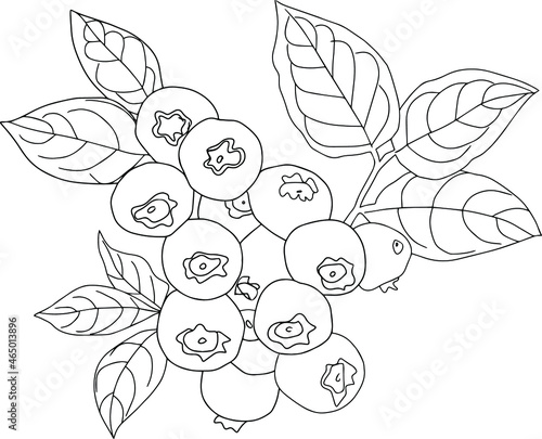 Saskatoon berry. Dark blue berry. Drawing with a small sprig of irgi berries on an isolated white background.