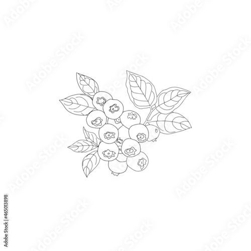 Saskatoon berry. Dark blue berry. Drawing with a small sprig of irgi berries on an isolated white background. © Анна Ковалева