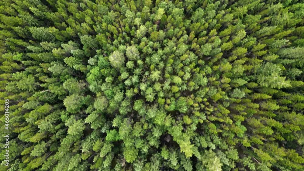 Cinematic top down view of vast and endless larch forests in Alberta, Canada. Birds eye view with gimbal down 90 degrees moving forward over green trees of Kananaskis Country. Cinematic top down view of vast and endless larch forests in Alberta, Canada. Birds eye view with gimbal down 90 degrees moving forward over green trees of Kananaskis Country.