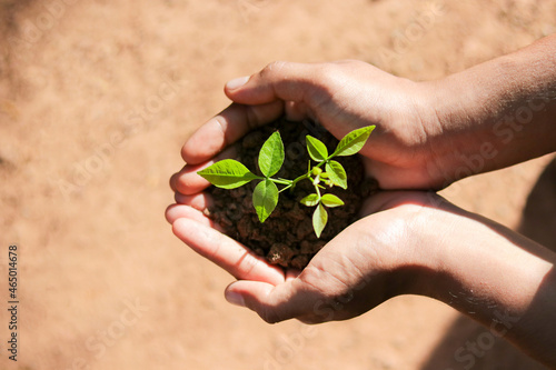 top view of Hand holding small tree for planting. plant growing on soil. concept green world. nature conservation