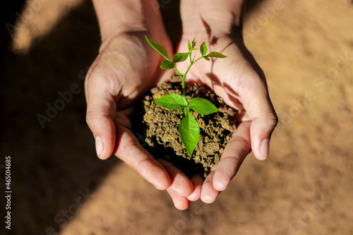 top view of Hand holding small tree for planting. plant growing on soil. concept green world. nature conservation