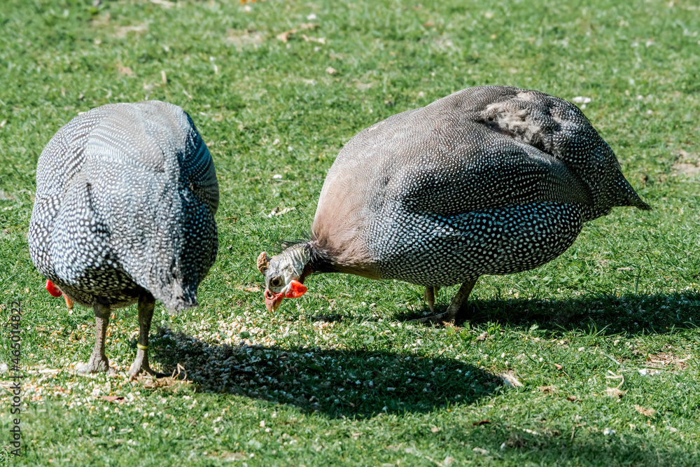 Helmeted Guineafowls (Numida meleagris) in park Helmeted Guineafowls (Numida meleagris) in park