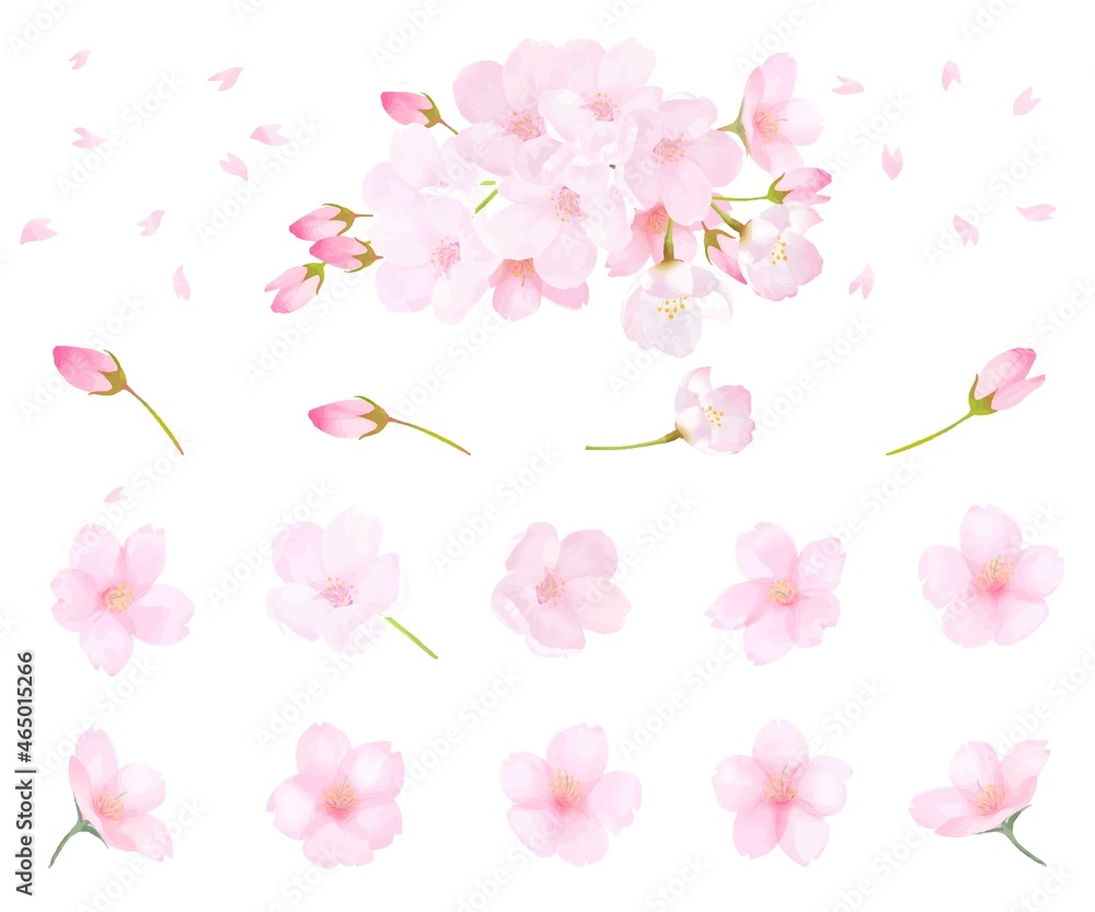 美しく華やかな桜の花と花びら舞い散る春の白バック背景ベクター素材イラスト Stock Vector Adobe Stock