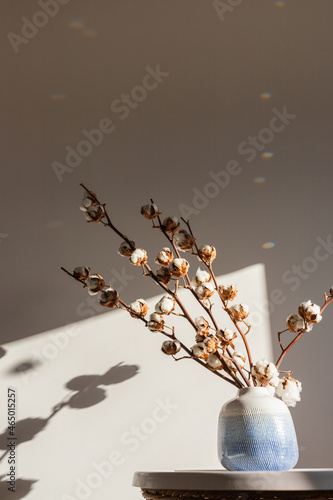 Dry cotton inflorescences on a light background in the interior shot with hard sunlight.