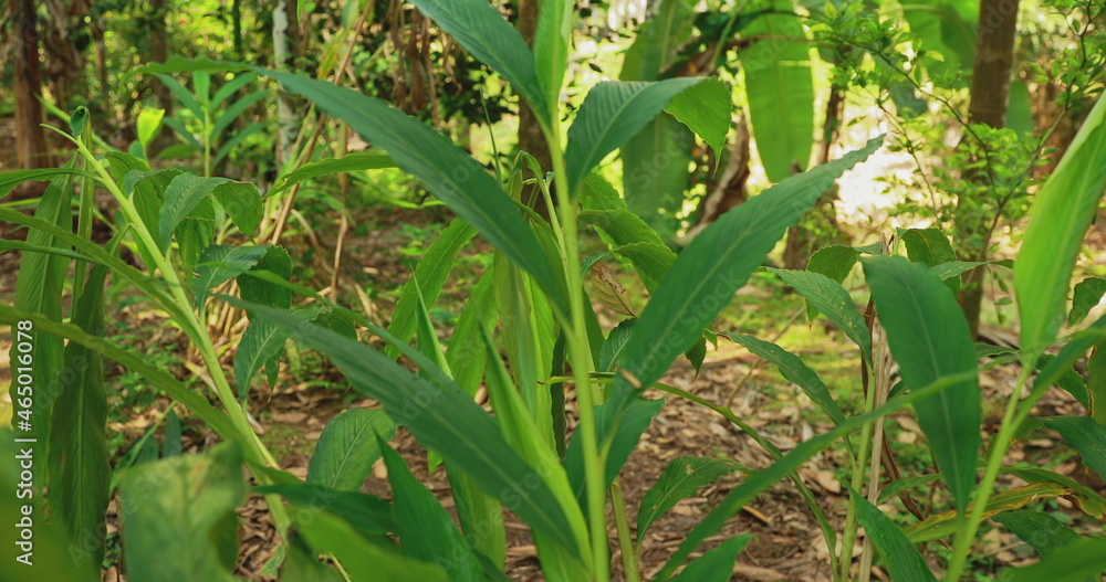 Goa, India. Leaves Of Elettaria Cardamomum, Commonly Known As Green Or True Cardamom - obrazy, fototapety, plakaty 