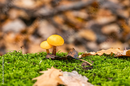 Two small beautiful mushrooms on a substrate of green moss and fallen leaves