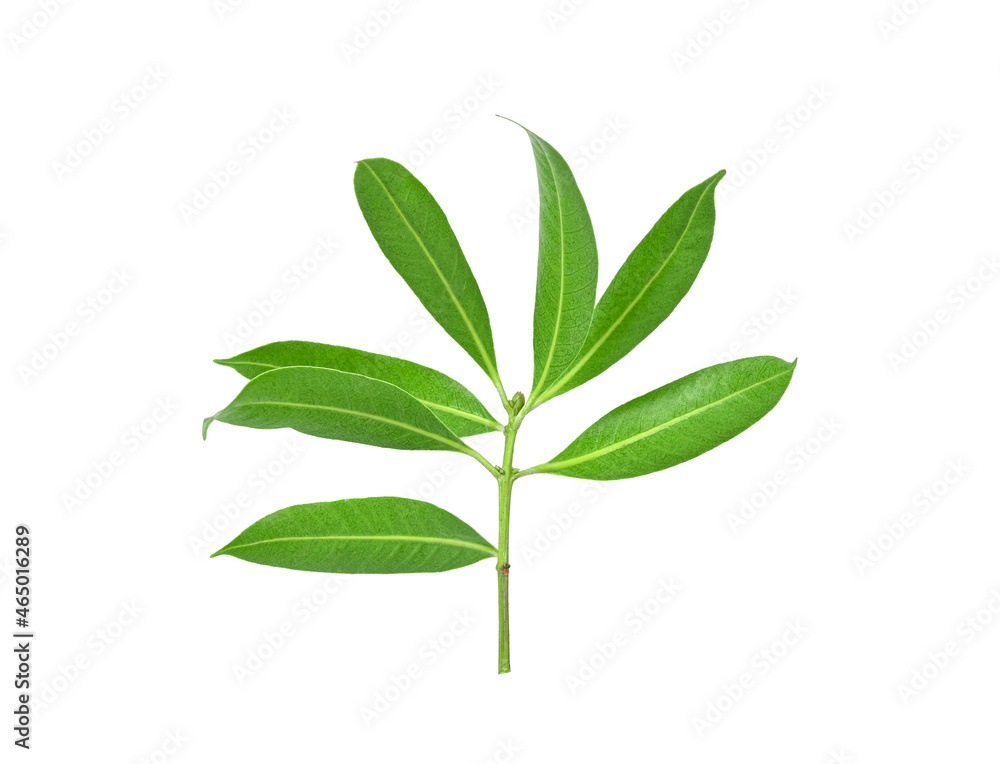 Green tree  leaves on white background