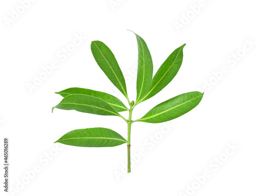 Green tree leaves on white background