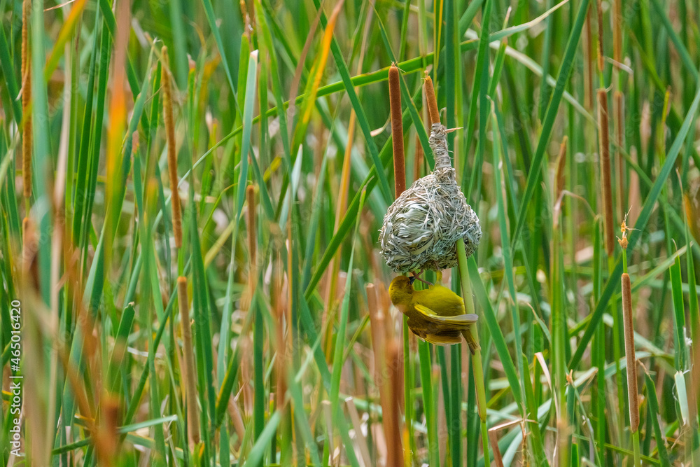 Masked-Weavwr bird builds a bird's nest Masked-Weavwr bird builds a bird's nest