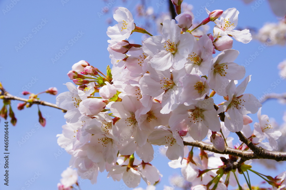 Fototapeta premium 桜